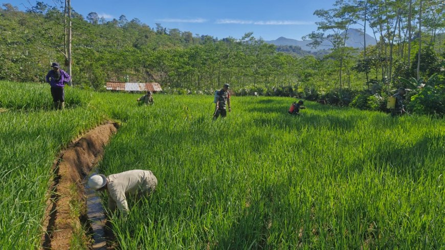 Bantu Perawatan Tanaman Padi Babinsa Koramil 04 Karangkobar Dampingi Pok Tan