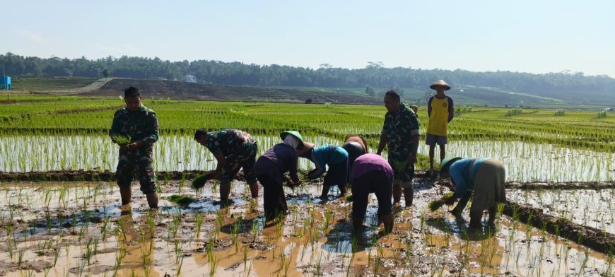 Semangat Babinsa Kebersamaan Membantu Pentani Saat Menanam Padi diwilayah