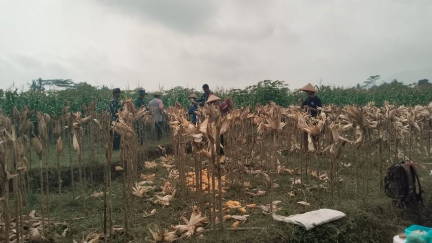 Sambang Tani Babinsa Panen Jagung Bersama Petan