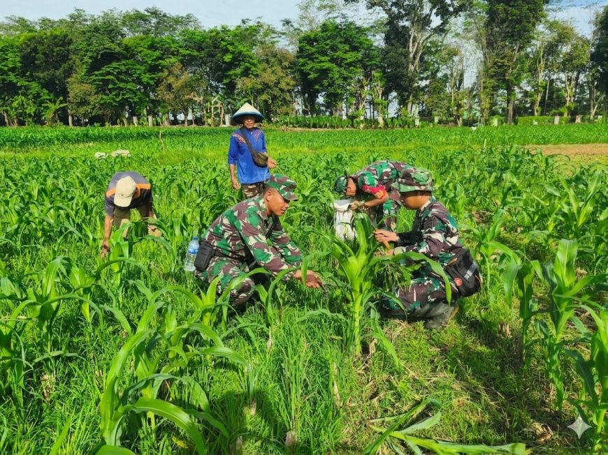 Dukung Ketahanan Pangan Babinsa Koramil 10 Bawang Berjibaku Bersama Poktan Tiga Serangkai di Lahan Demlot