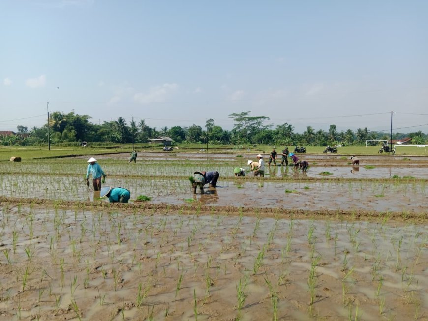 TANAM PADI BERSAMA POKTAN SEKAR TANI DAN BABINSA