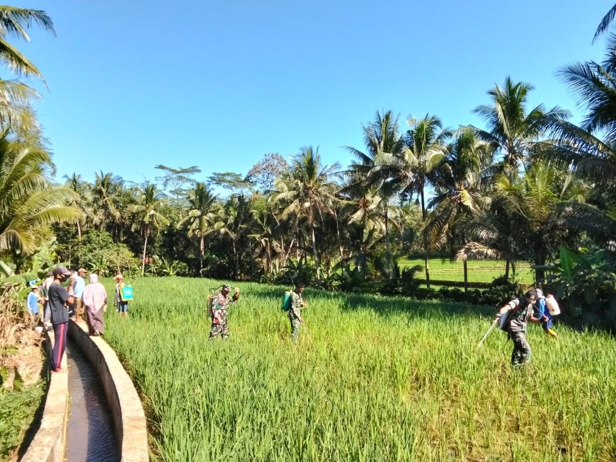 BANTU USIR HAMA, DANRAMIL DAN BABINSA BANTU PETANI LAKSANAKAN PENYEMPROTAN
