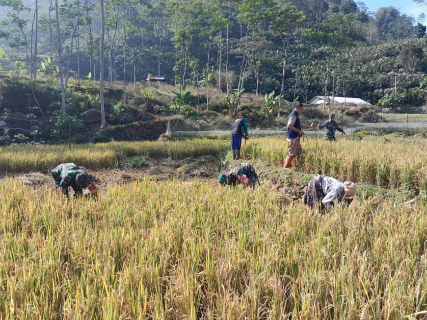 Babinsa Koramil 04/Karangkobar Pendampingan PPL dan Poktan Bantu Panen Padi