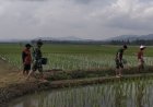 Semangat Babinsa Kebersamaan Membantu Pentani Saat Menabur Garam Padi diwilayah