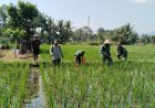 Babinsa Bersama Petani Melaksanakan Penyemprotan Tanaman Padi