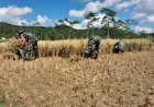 Wujud nyata Dukung Ketahanan Pangan Danramil dan Babinsa Bantu Petani Panen Padi