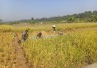 Babinsa Koramil 13 Banjarmangu Bantu POKTAN Panen  Padi di Desa Binaan