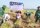 Di Tengah TMMD Serka Suwondo Turun ke Sawah Bantu Warga Panen Padi