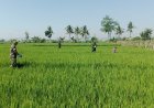 Gelang Rawat Kebersamaan di Tengah Sawah