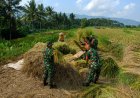 Sukseskan Ketahanan Pangan Babinsa Bantu Petani Panen Padi