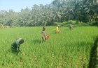 DANRAMIL 01/BANJARNEGARA DAN BABINSA DAMPINGI PETANI PEMUPUKAN PADI