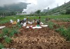 Upaya Sukseskan Ketahanan Pangan Nasional Koramil Bantu Petani Panen Kentang