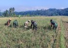 Dukung Ketahanan Pangan, Danramil Punggelan Turun ke Sawah Dampingi Petani Panen Padi