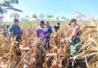 Sinergi TNI dan Petani Kutayasa Panen Jagung Melimpah Siap Sukseskan Ketahanan Pangan Nasional
