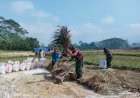 Babinsa Bersama Dampingi Proses Panen Padi Warga Binaan