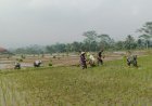 Babinsa Koramil 13 Banjarmangu Sengkuyung Bantu Tanam  Padi
