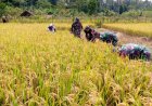 Babinsa Koramil 14 Madukara Dampingi Panen Padi Perkuat Kemanunggalan TNI-Rakyat
