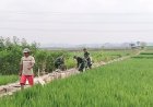 Hadapi Musim Kemarau Koramil 15 Rakit dan Poktan Ngudi Mulyo Perbaiki Irigasi Sawah