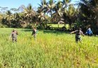 Danposramil Dan Babinsa Bantu Petani Penyemprotan Padi Untuk Membasmi Hama