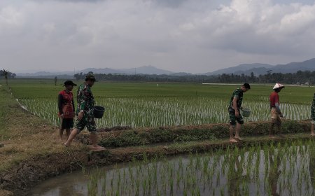 Semangat Babinsa Kebersamaan Membantu Pentani Saat Menabur Garam Padi diwilayah