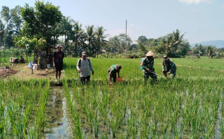Babinsa Bersama Petani Melaksanakan Penyemprotan Tanaman Padi