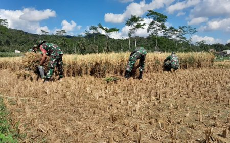 Wujud nyata Dukung Ketahanan Pangan Danramil dan Babinsa Bantu Petani Panen Padi