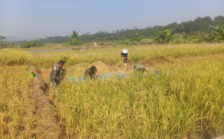 Babinsa Koramil 13 Banjarmangu Bantu POKTAN Panen  Padi di Desa Binaan