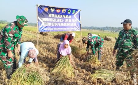 Di Tengah TMMD Serka Suwondo Turun ke Sawah Bantu Warga Panen Padi