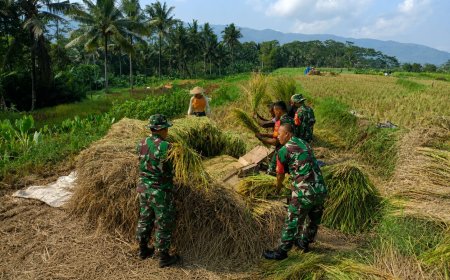 Sukseskan Ketahanan Pangan Babinsa Bantu Petani Panen Padi
