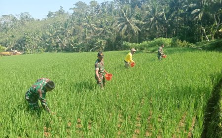 DANRAMIL 01/BANJARNEGARA DAN BABINSA DAMPINGI PETANI PEMUPUKAN PADI