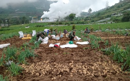 Upaya Sukseskan Ketahanan Pangan Nasional Koramil Bantu Petani Panen Kentang