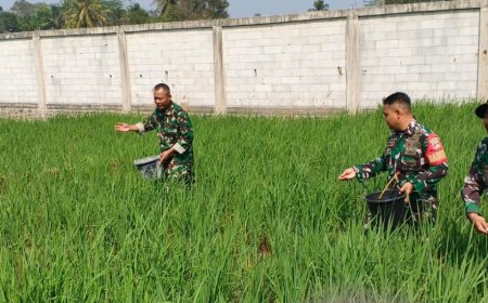 Babinsa Koramil 07 Mandiraja Dampingi Petani memupuk padi di Wilayah desa Binaan