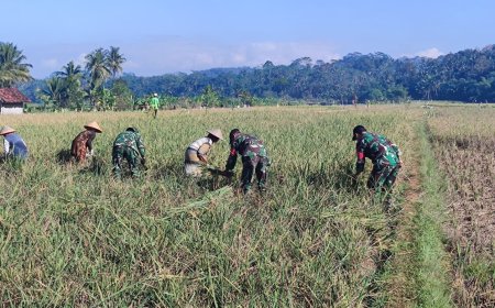 Dukung Ketahanan Pangan, Danramil Punggelan Turun ke Sawah Dampingi Petani Panen Padi
