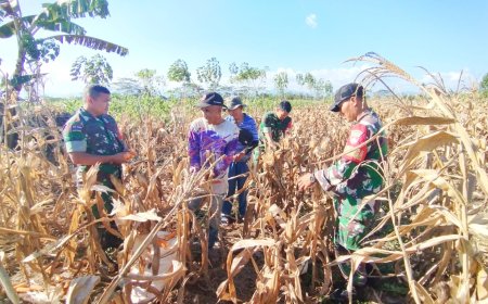 Sinergi TNI dan Petani Kutayasa Panen Jagung Melimpah Siap Sukseskan Ketahanan Pangan Nasional