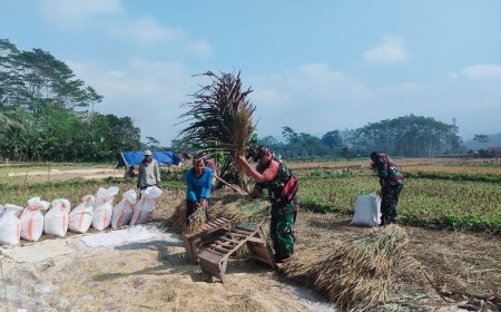 Babinsa Bersama Dampingi Proses Panen Padi Warga Binaan