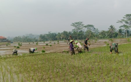 Babinsa Koramil 13 Banjarmangu Sengkuyung Bantu Tanam  Padi