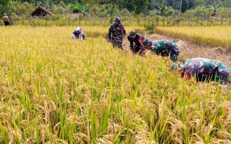 Babinsa Koramil 14 Madukara Dampingi Panen Padi Perkuat Kemanunggalan TNI-Rakyat
