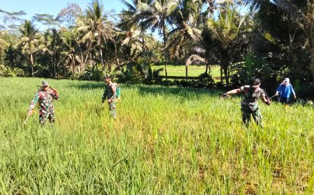 Danposramil Dan Babinsa Bantu Petani Penyemprotan Padi Untuk Membasmi Hama