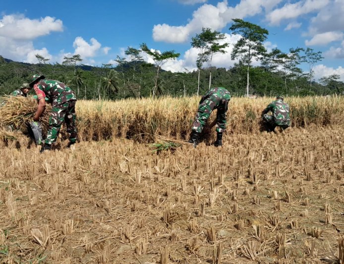 Wujud nyata Dukung Ketahanan Pangan Danramil dan Babinsa Bantu Petani Panen Padi