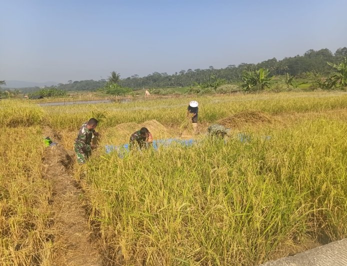 Babinsa Koramil 13 Banjarmangu Bantu POKTAN Panen  Padi di Desa Binaan
