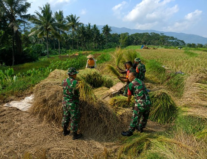 Sukseskan Ketahanan Pangan Babinsa Bantu Petani Panen Padi