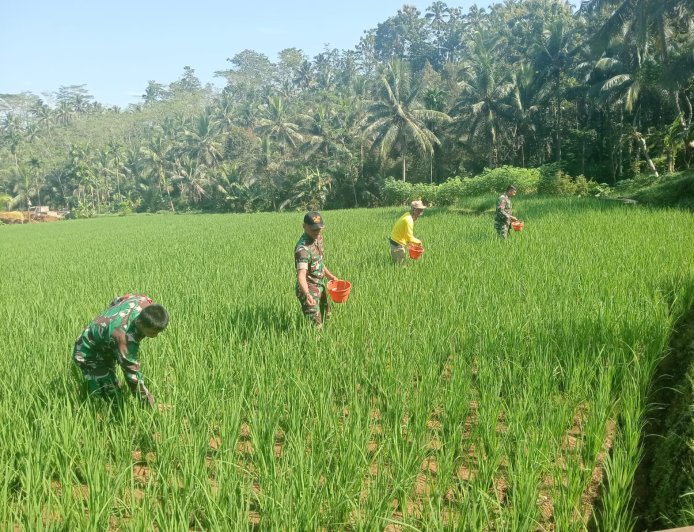 DANRAMIL 01/BANJARNEGARA DAN BABINSA DAMPINGI PETANI PEMUPUKAN PADI