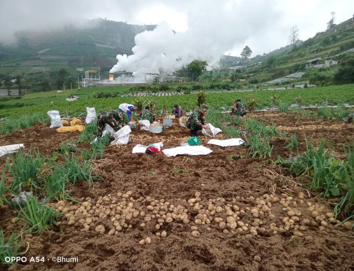 Upaya Sukseskan Ketahanan Pangan Nasional Koramil Bantu Petani Panen Kentang
