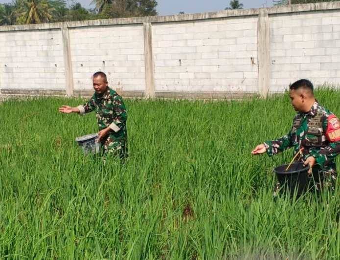 Babinsa Koramil 07 Mandiraja Dampingi Petani memupuk padi di Wilayah desa Binaan