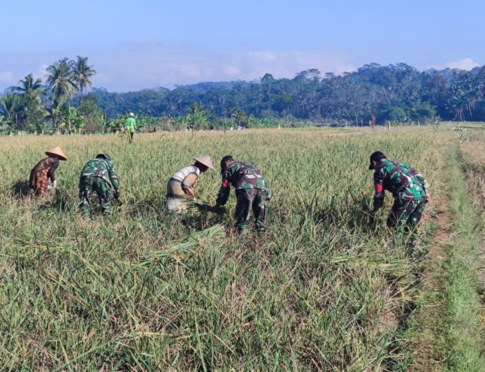 Dukung Ketahanan Pangan, Danramil Punggelan Turun ke Sawah Dampingi Petani Panen Padi