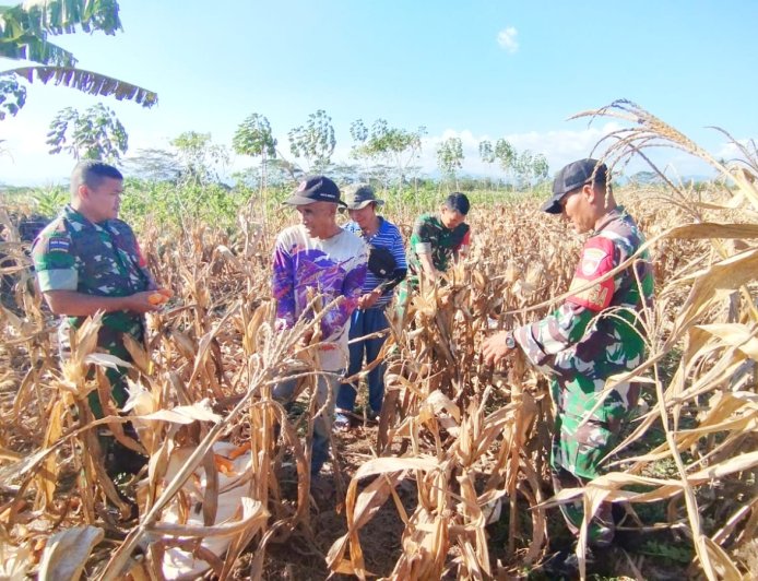 Sinergi TNI dan Petani Kutayasa Panen Jagung Melimpah Siap Sukseskan Ketahanan Pangan Nasional