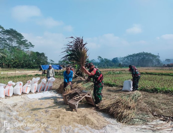 Babinsa Bersama Dampingi Proses Panen Padi Warga Binaan