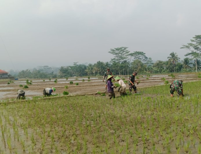 Babinsa Koramil 13 Banjarmangu Sengkuyung Bantu Tanam  Padi