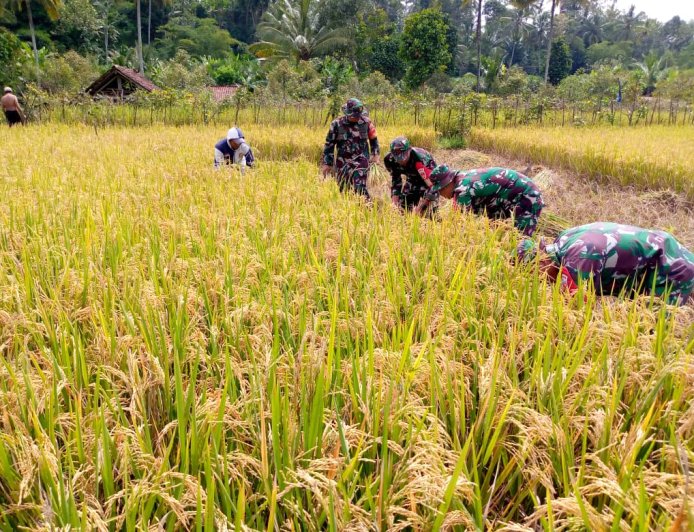 Babinsa Koramil 14 Madukara Dampingi Panen Padi Perkuat Kemanunggalan TNI-Rakyat