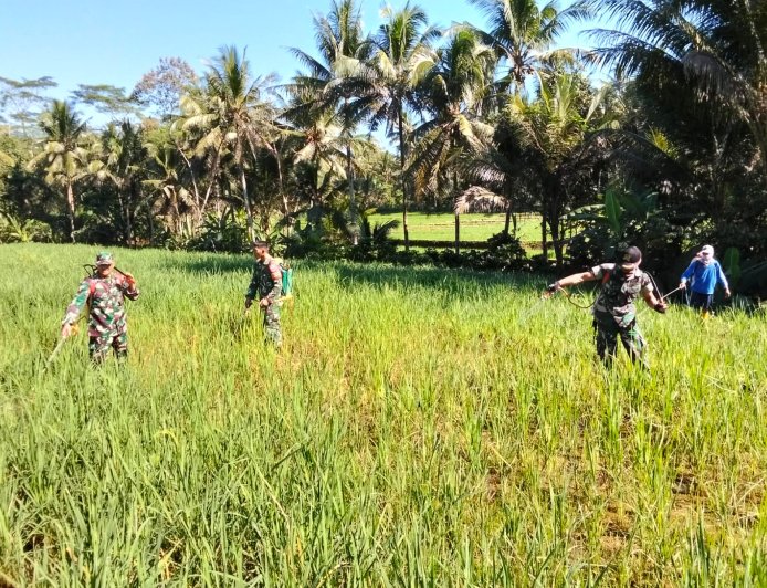 Danposramil Dan Babinsa Bantu Petani Penyemprotan Padi Untuk Membasmi Hama